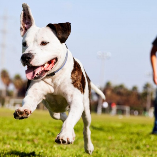 We love our furry friends a dog running in a field