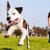 a dog running in a field